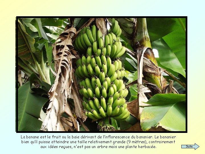 La banane est le fruit ou la baie dérivant de l’inflorescence du bananier. Le