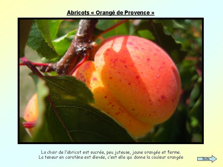 Abricots « Orangé de Provence » La chair de l’abricot est sucrée, peu juteuse,