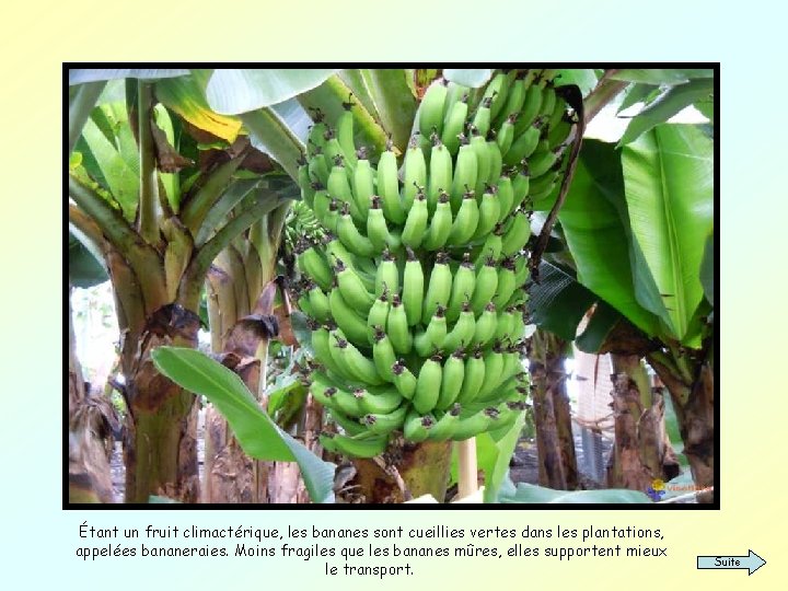 Étant un fruit climactérique, les bananes sont cueillies vertes dans les plantations, appelées bananeraies.