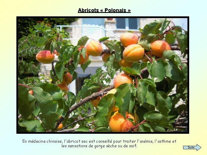 Abricots « Polonais » En médecine chinoise, l'abricot sec est conseillé pour traiter l'anémie,