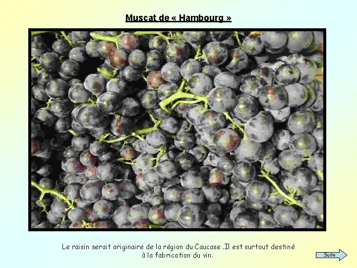 Muscat de « Hambourg » Le raisin serait originaire de la région du Caucase.