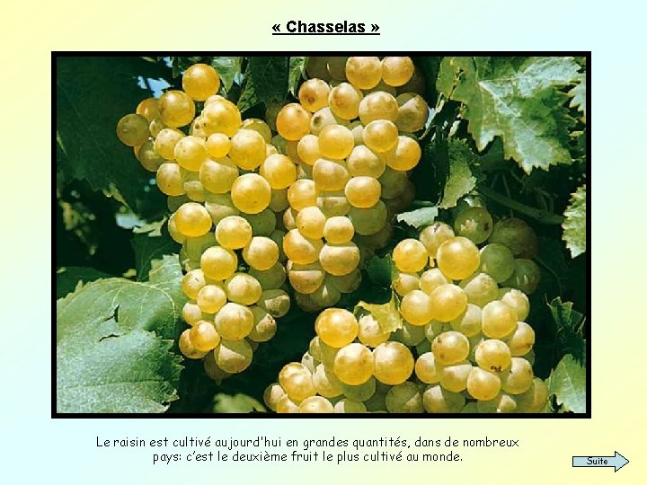  « Chasselas » Le raisin est cultivé aujourd'hui en grandes quantités, dans de