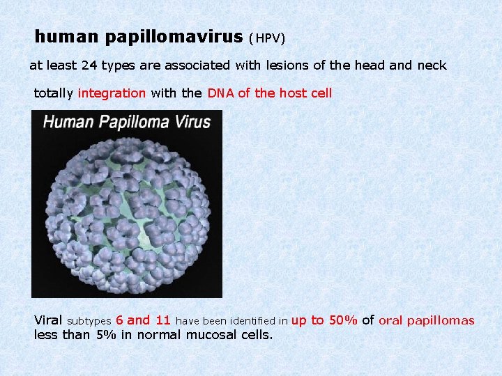 human papillomavirus (HPV) at least 24 types are associated with lesions of the head