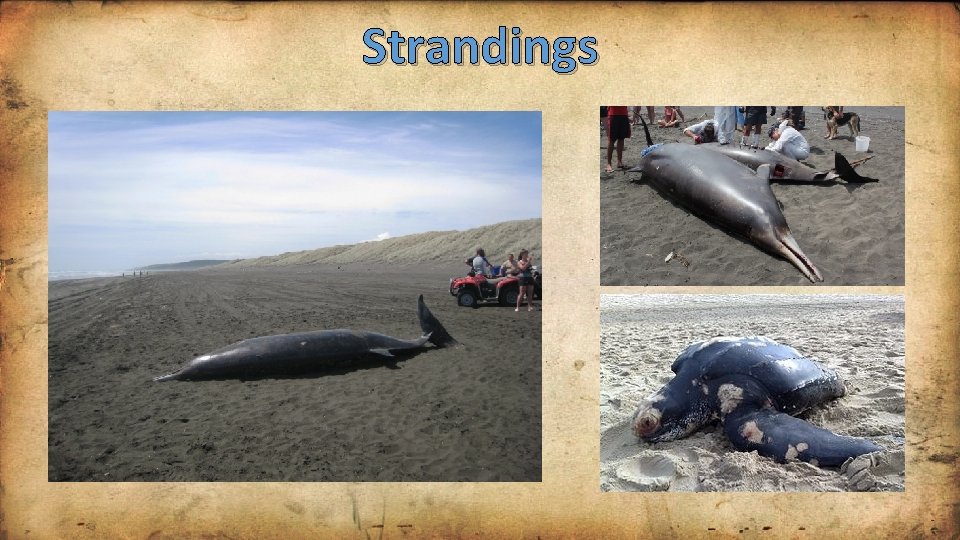 Strandings 