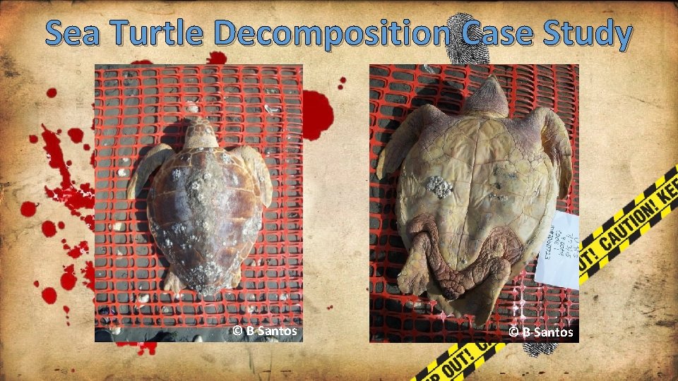 Sea Turtle Decomposition Case Study © B Santos 