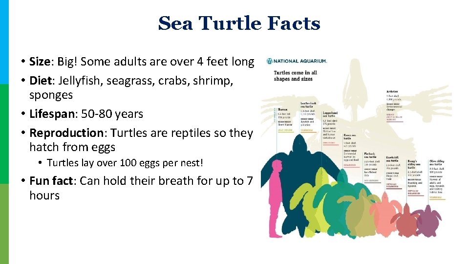 Sea Turtle Facts • Size: Big! Some adults are over 4 feet long •