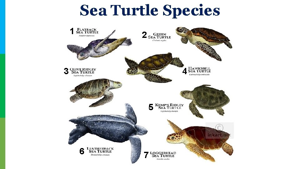 Sea Turtle Species 1 2 3 4 5 6 7 