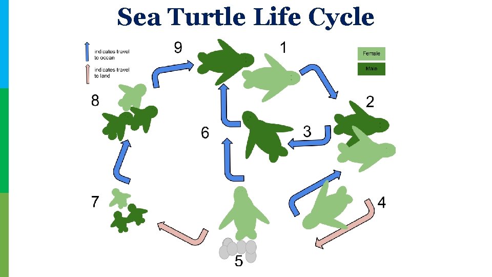 Sea Turtle Life Cycle 