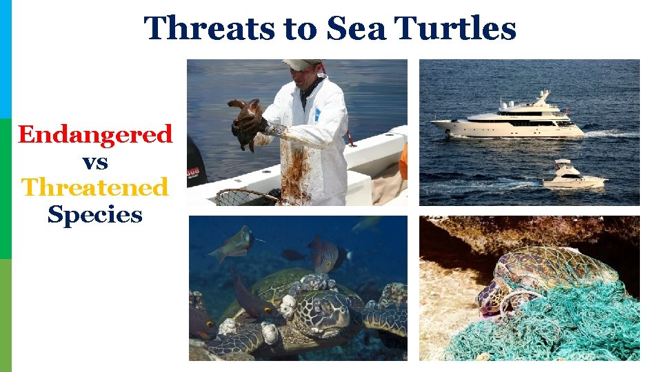 Threats to Sea Turtles Endangered vs Threatened Species 