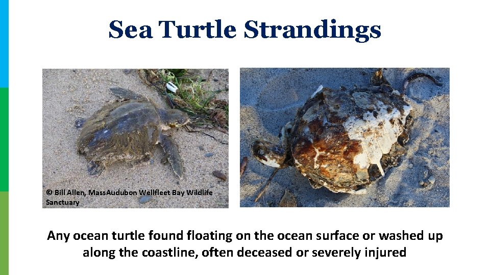 Sea Turtle Strandings © Bill Allen, Mass. Audubon Wellfleet Bay Wildlife Sanctuary Any ocean