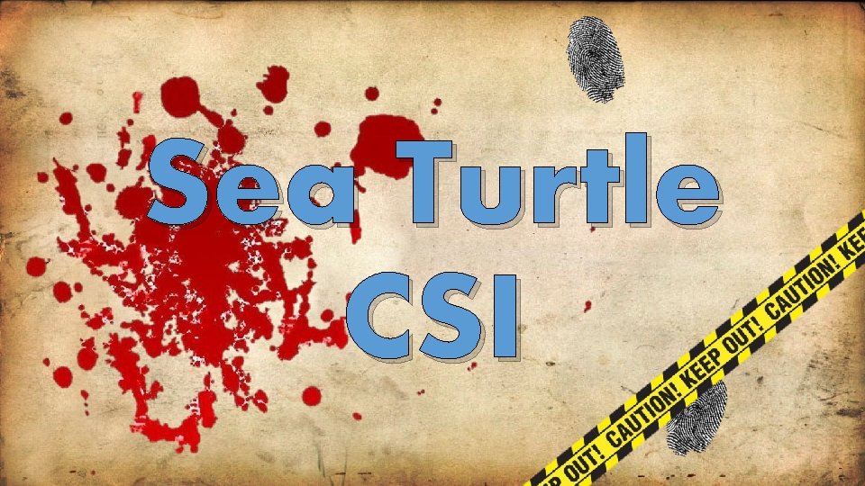 Sea Turtle CSI 