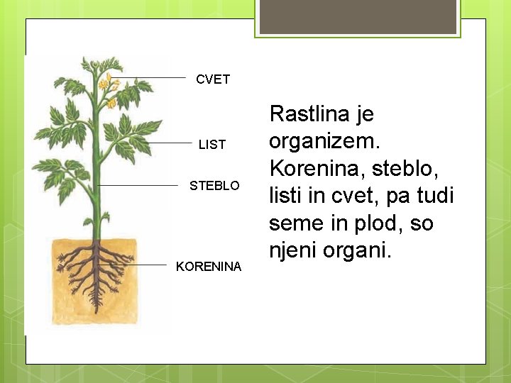 CVET LIST STEBLO KORENINA Rastlina je organizem. Korenina, steblo, listi in cvet, pa tudi