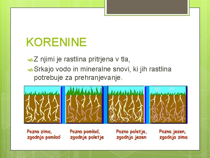 KORENINE Z njimi je rastlina pritrjena v tla, Srkajo vodo in mineralne snovi, ki