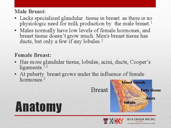 Male Breast: • Lacks specialized glandular tissue in breast as there is no physiologic