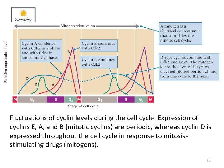 Fluctuations of cyclin levels during the cell cycle. Expression of cyclins E, A, and