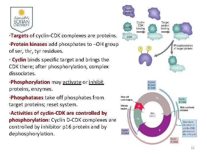  • Targets of cyclin-CDK complexes are proteins. • Protein kinases add phosphates to