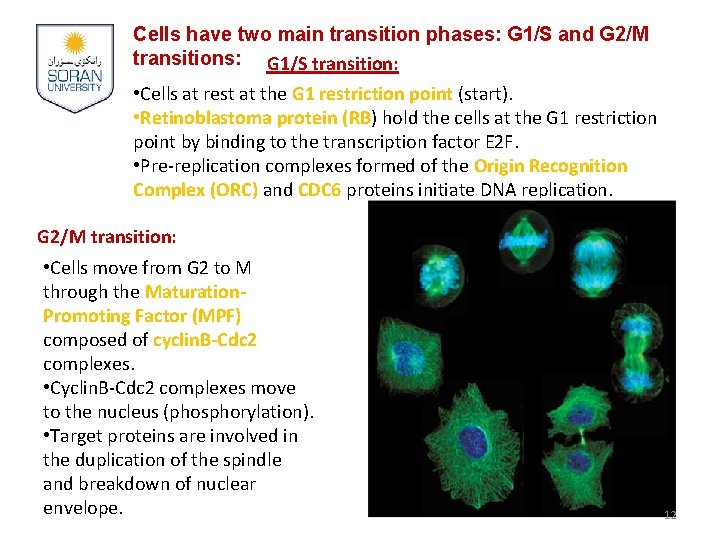 Cells have two main transition phases: G 1/S and G 2/M transitions: G 1/S