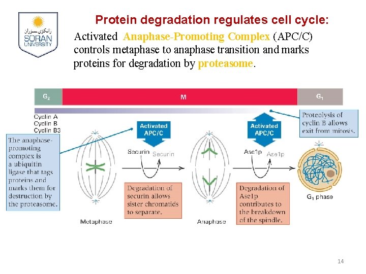 Protein degradation regulates cell cycle: Activated Anaphase-Promoting Complex (APC/C) controls metaphase to anaphase transition