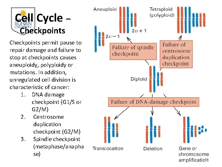 Cell Cycle – Checkpoints permit pause to repair damage and failure to stop at