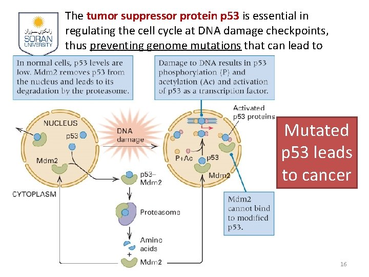 The tumor suppressor protein p 53 is essential in regulating the cell cycle at