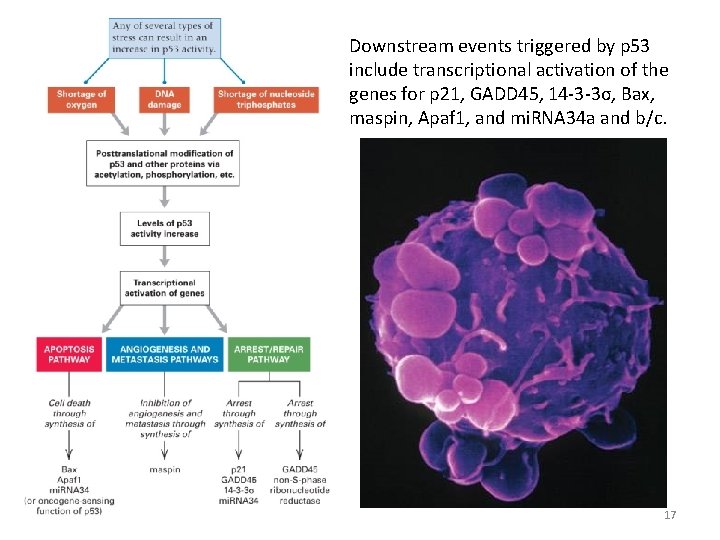 Downstream events triggered by p 53 include transcriptional activation of the genes for p