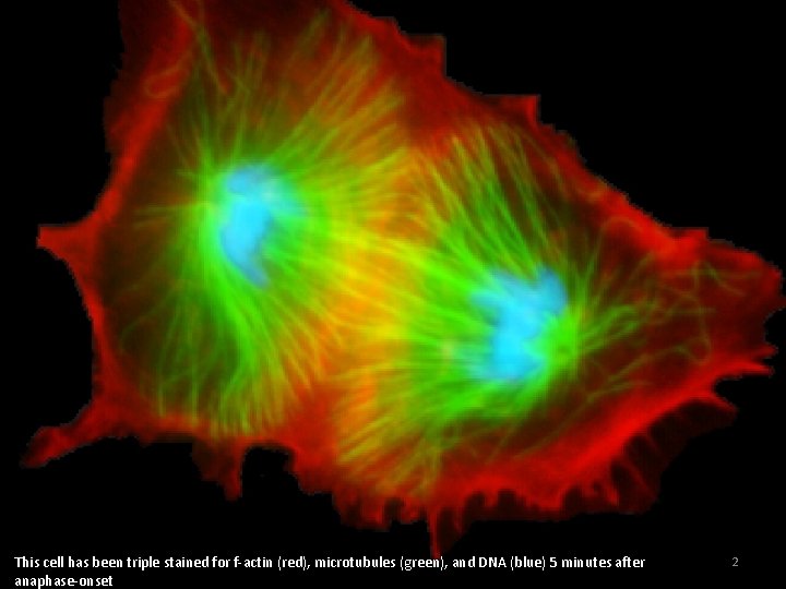 This cell has been triple stained for f-actin (red), microtubules (green), and DNA (blue)