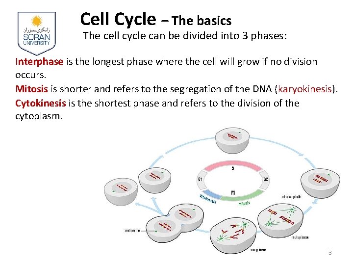 Cell Cycle – The basics The cell cycle can be divided into 3 phases: