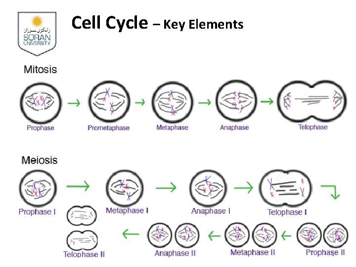 Cell Cycle – Key Elements 4 
