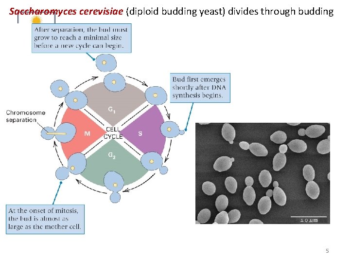 Saccharomyces cerevisiae (diploid budding yeast) divides through budding 5 