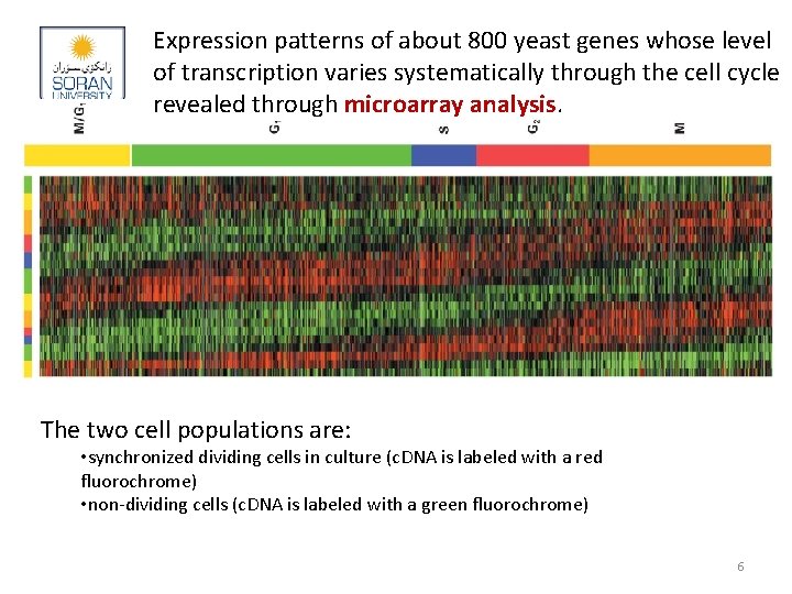 Expression patterns of about 800 yeast genes whose level of transcription varies systematically through