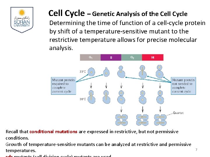 Cell Cycle – Genetic Analysis of the Cell Cycle Determining the time of function