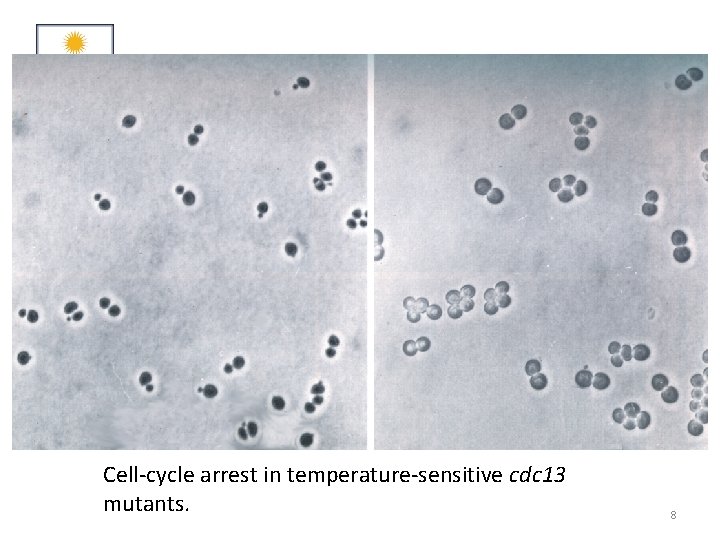 Cell-cycle arrest in temperature-sensitive cdc 13 mutants. 8 