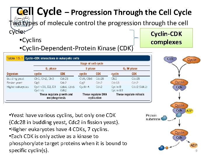 Cell Cycle – Progression Through the Cell Cycle Two types of molecule control the