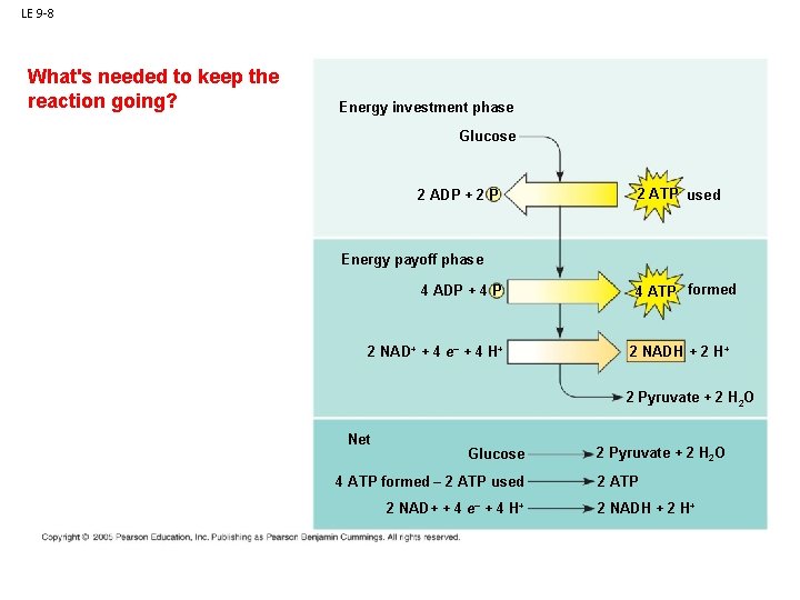 LE 9 -8 What's needed to keep the reaction going? Energy investment phase Glucose LE 9 -8 What's needed to keep the reaction going? Energy investment phase Glucose