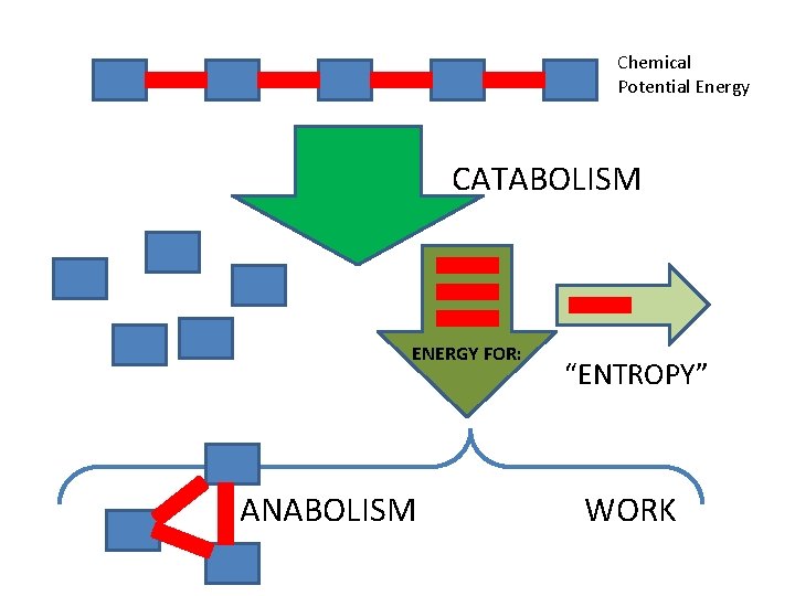 Chemical Potential Energy CATABOLISM ENERGY FOR: ANABOLISM “ENTROPY” WORK Chemical Potential Energy CATABOLISM ENERGY FOR: ANABOLISM “ENTROPY” WORK