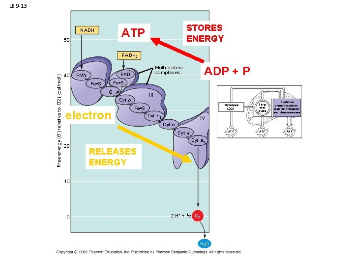 LE 9 -13 STORES ENERGY ATP NADH 50 Free energy (G) relative to O LE 9 -13 STORES ENERGY ATP NADH 50 Free energy (G) relative to O