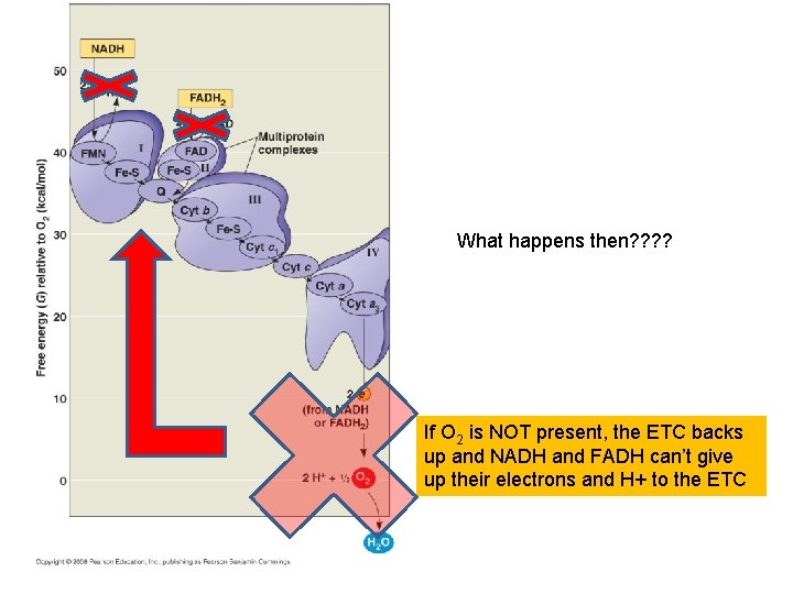 What happens then? ? If O 2 is NOT present, the ETC backs up What happens then? ? If O 2 is NOT present, the ETC backs up