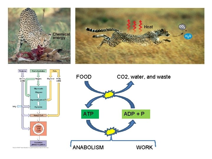 FOOD ATP ANABOLISM CO 2, water, and waste ADP + P WORK FOOD ATP ANABOLISM CO 2, water, and waste ADP + P WORK
