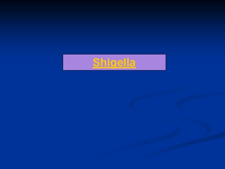 Shigella 
