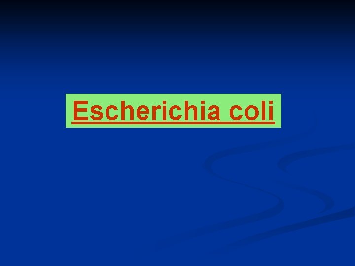 Escherichia coli 