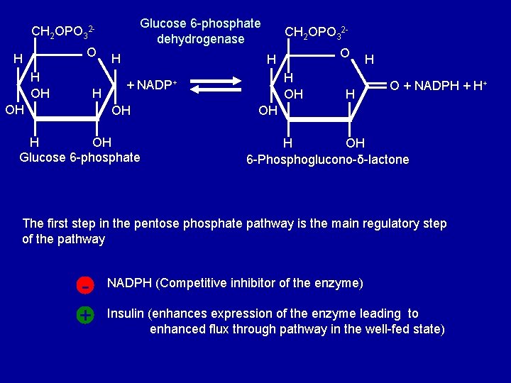 Glucose 6 -phosphate dehydrogenase CH 2 OPO 32 O H H OH H CH