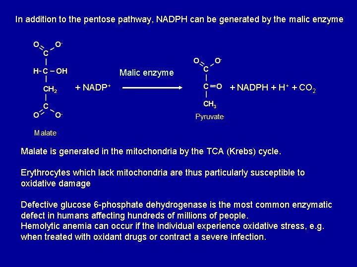 In addition to the pentose pathway, NADPH can be generated by the malic enzyme