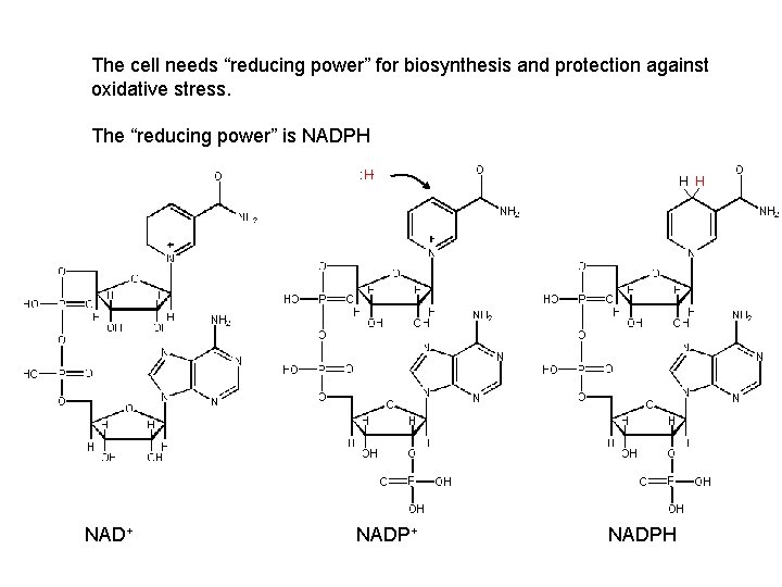 The cell needs “reducing power” for biosynthesis and protection against oxidative stress. The “reducing