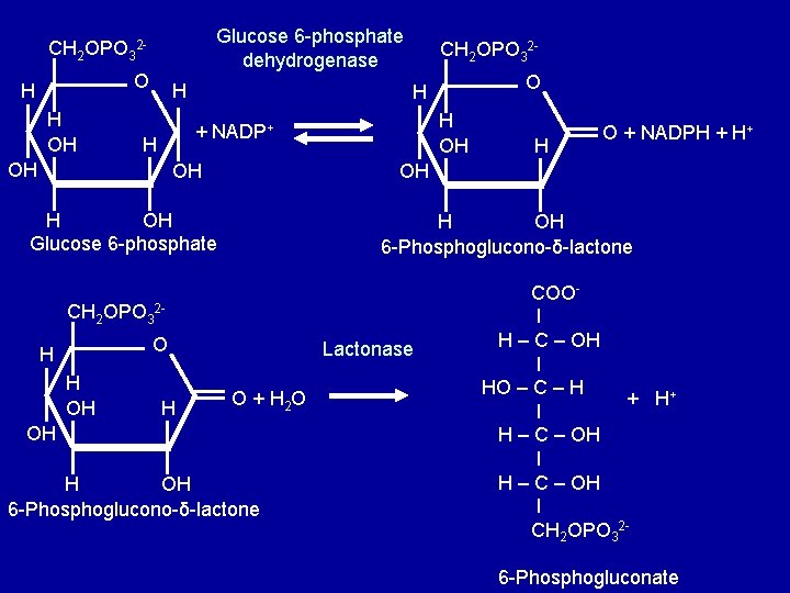 Glucose 6 -phosphate dehydrogenase CH 2 OPO 32 O H H OH H CH