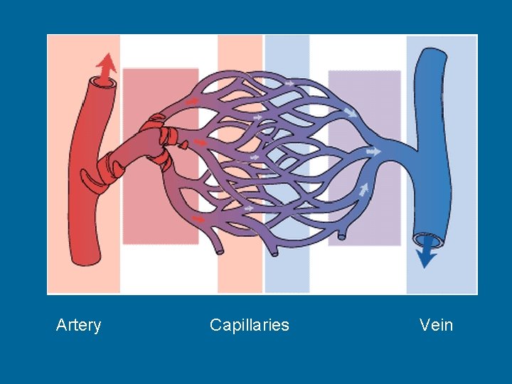 Artery Capillaries Vein 