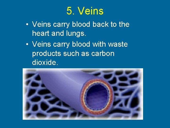 5. Veins • Veins carry blood back to the heart and lungs. • Veins