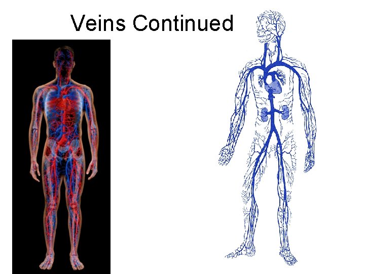 Veins Continued 