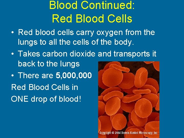 Blood Continued: Red Blood Cells • Red blood cells carry oxygen from the lungs