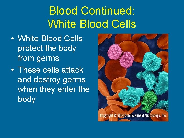 Blood Continued: White Blood Cells • White Blood Cells protect the body from germs