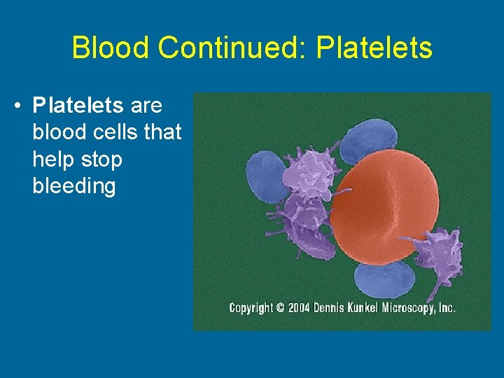 Blood Continued: Platelets • Platelets are blood cells that help stop bleeding 